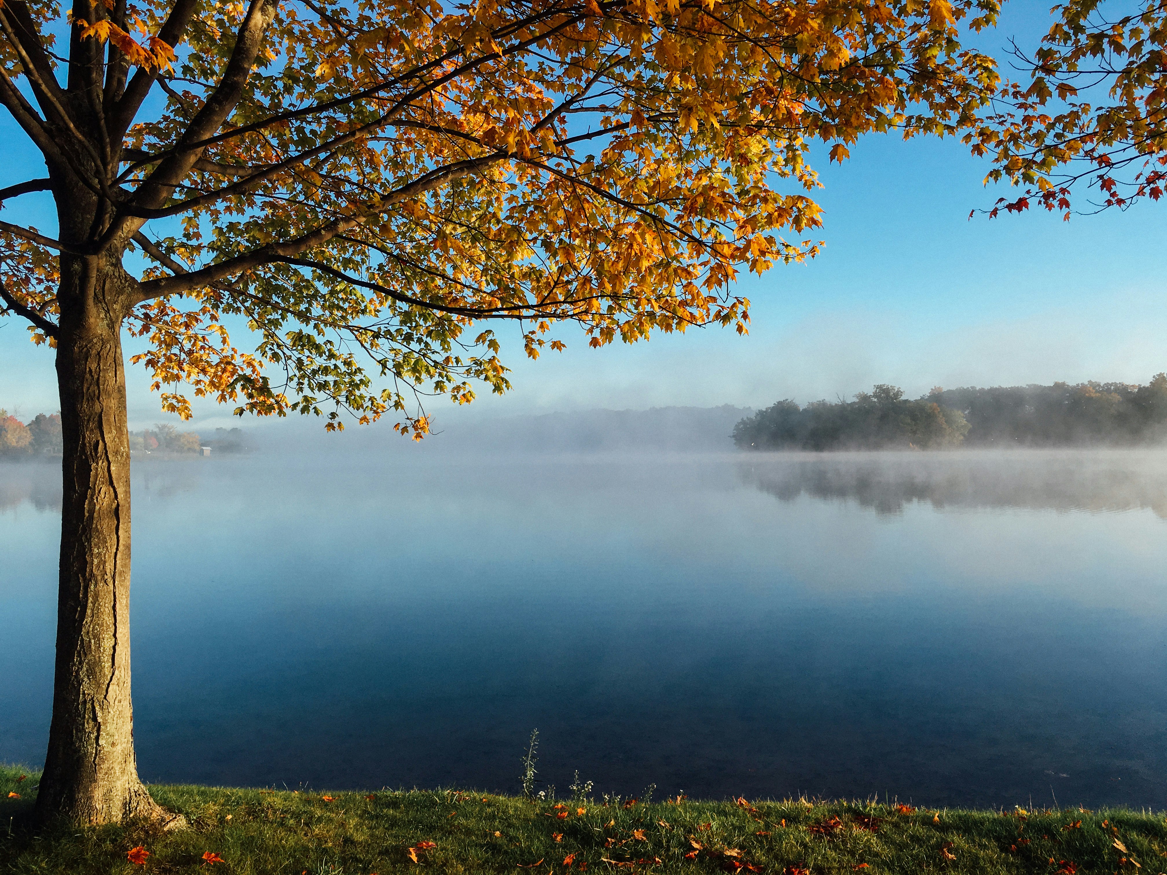 brown leaf tree facing the lake